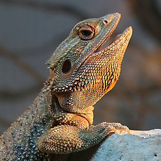 What Do Bearded Dragons Eat?
